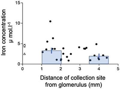 Iron Is Filtered by the Kidney and Is Reabsorbed by the Proximal Tubule